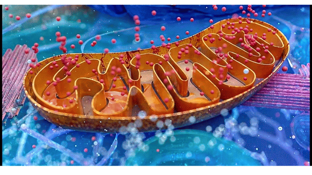 Mitokondria 2 - Gogomall Asset 5